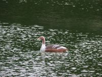 3D-Parcours_Ente