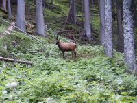 3D-Parcours_Steinbock